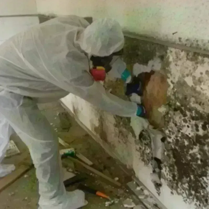 Mold Remediation and Removal in Spring Valley, WI